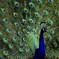 Buy canvas prints of  Peacock by Paul Mays