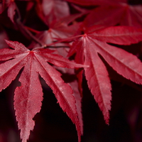 Buy canvas prints of  Chinese Maple by Paul Mays