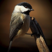 Buy canvas prints of  Black Capped Chickadee by Paul Mays