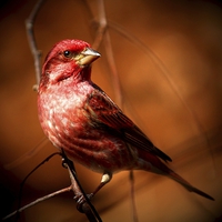 Buy canvas prints of  Purple Finch by Paul Mays
