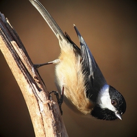 Buy canvas prints of Black Capped Chickadee by Paul Mays