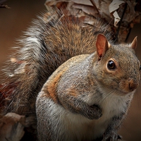 Buy canvas prints of  Grey Squirrel  by Paul Mays