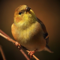 Buy canvas prints of  American Gold Finch by Paul Mays