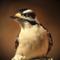 Buy canvas prints of  Male Downey Woodpecker by Paul Mays