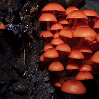 Buy canvas prints of  Woodland Shrooms by Paul Mays