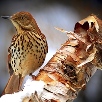Buy canvas prints of   Brown Thrasher   by Paul Mays