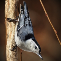 Buy canvas prints of  White Bellied Nuthatch by Paul Mays