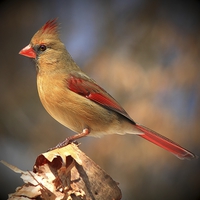 Buy canvas prints of Female Northern Cardinal by Paul Mays