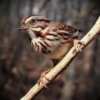 Buy canvas prints of  Song Sparrow  by Paul Mays