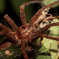 Buy canvas prints of  Woodland Spider by Paul Mays