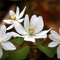 Buy canvas prints of  The White Blooms  by Paul Mays