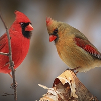 Buy canvas prints of  Male & Female Northern Cardinals by Paul Mays