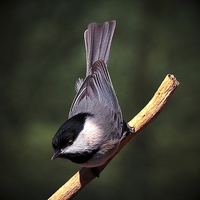 Buy canvas prints of Black Capped Chickadee by Paul Mays