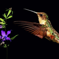 Buy canvas prints of  Humming Bird & Wild Flower on black  by Paul Mays