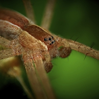 Buy canvas prints of  Spider by Paul Mays