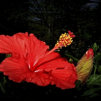 Buy canvas prints of Hibiscus by Paul Mays