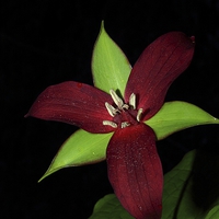 Buy canvas prints of Wake Robin Trillium on Black by Paul Mays