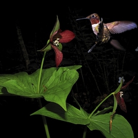 Buy canvas prints of  Ruby Throat & Red Trillium  by Paul Mays