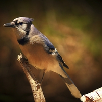 Buy canvas prints of  Blue Jay  by Paul Mays