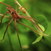 Buy canvas prints of  Spider in the Woods by Paul Mays