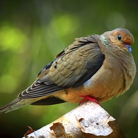 Buy canvas prints of  Mourning Dove  by Paul Mays