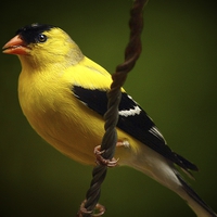 Buy canvas prints of  Male American Goldfinch by Paul Mays