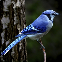 Buy canvas prints of  Blue Jay by Paul Mays