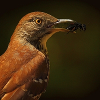 Buy canvas prints of  Brown Thrasher by Paul Mays