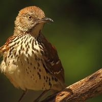 Buy canvas prints of Brown Thrasher by Paul Mays