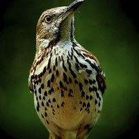 Buy canvas prints of  Brown Thrasher by Paul Mays