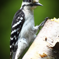 Buy canvas prints of  Female Downey Woodpecker by Paul Mays