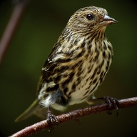 Buy canvas prints of Pine Siskin by Paul Mays