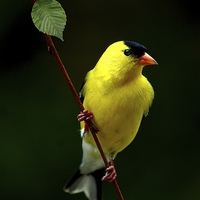 Buy canvas prints of Male American Goldfinch in summer plumage by Paul Mays