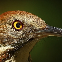 Buy canvas prints of Brown Thrasher by Paul Mays
