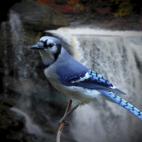Buy canvas prints of  Blue Jay by Paul Mays
