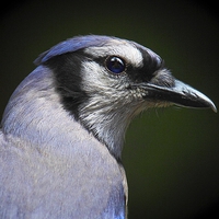 Buy canvas prints of Blue Jay by Paul Mays