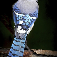 Buy canvas prints of Blue Jay  by Paul Mays