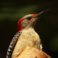 Buy canvas prints of  Red Bellied Woodpecker by Paul Mays
