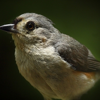 Buy canvas prints of  Tuffed Titmouse by Paul Mays