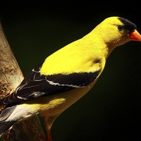 Buy canvas prints of Male American Goldfinch in summer plumage by Paul Mays