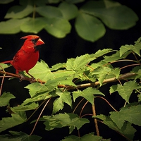 Buy canvas prints of  Male Kentucky Cardinal  by Paul Mays