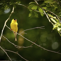 Buy canvas prints of Male American Goldfinch by Paul Mays