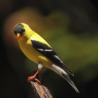 Buy canvas prints of Male American Goldfinch by Paul Mays