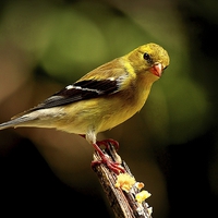 Buy canvas prints of  Female American Goldfinch by Paul Mays
