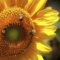 Buy canvas prints of Sunflower and Bumble Bees by Paul Mays