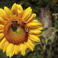 Buy canvas prints of Sunflower and Bumble Bees 2 by Paul Mays