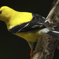 Buy canvas prints of Male American goldfinch by Paul Mays