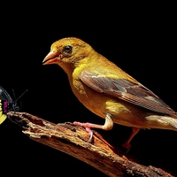 Buy canvas prints of Female American Goldfinch & Butterfly  by Paul Mays