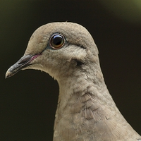 Buy canvas prints of  Female Mourning Dove  by Paul Mays