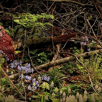 Buy canvas prints of  Screech Owl in the Woods by Paul Mays